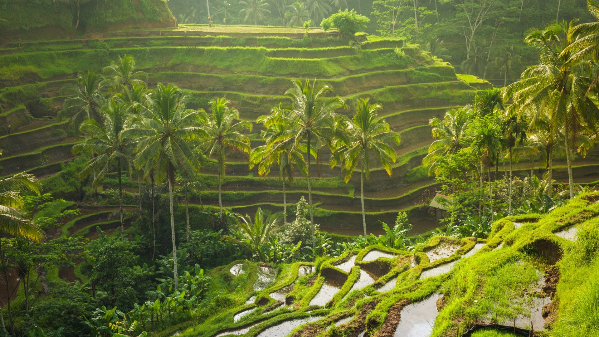Rizières en terrasses verdoyantes avec des palmiers à Bali
