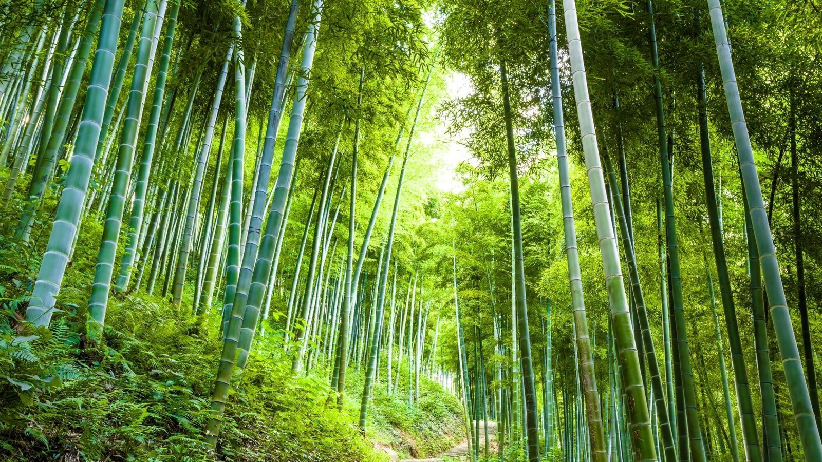 Grande forêt de bambous verts filtrée par la lumière du soleil, créant une atmosphère naturelle sereine et luxuriante.