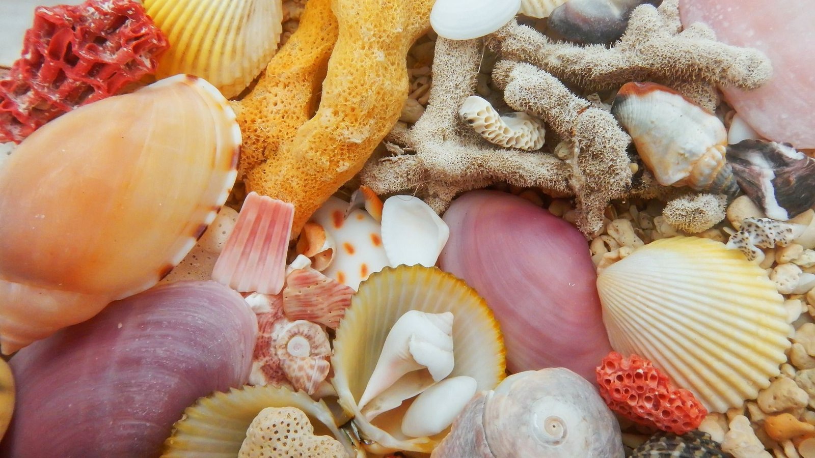 Un assortiment coloré de coquillages et de morceaux de corail disposés étroitement ensemble.