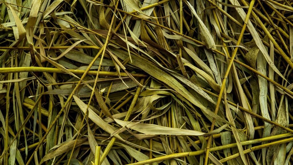 Gros plan d'herbes et de feuilles séchées jaunes et vertes entrelacées.
