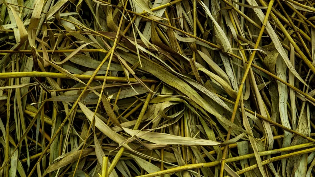 Gros plan d'herbes et de feuilles séchées jaunes et vertes entrelacées.