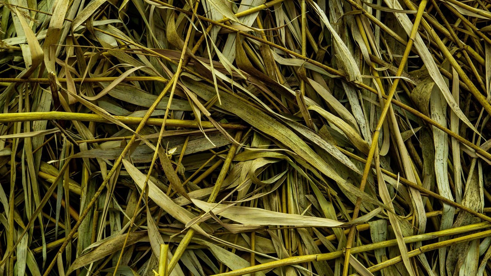 Gros plan d'herbes et de feuilles séchées jaunes et vertes entrelacées.