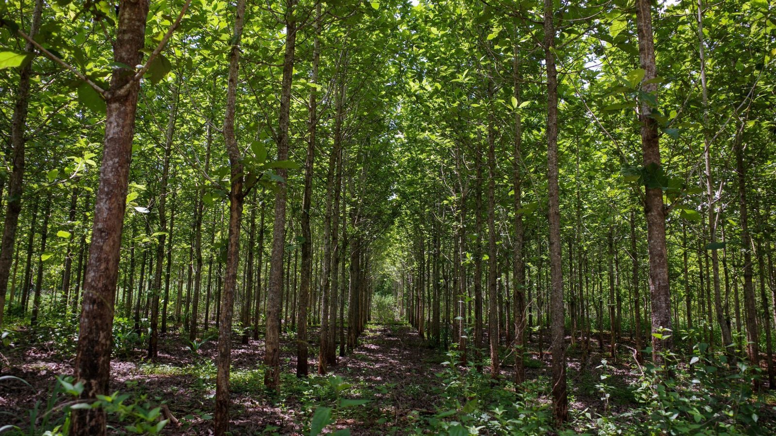Forêt dense avec de grands arbres élancés et des feuilles vert vif, la lumière du soleil filtrant à travers la canopée.
