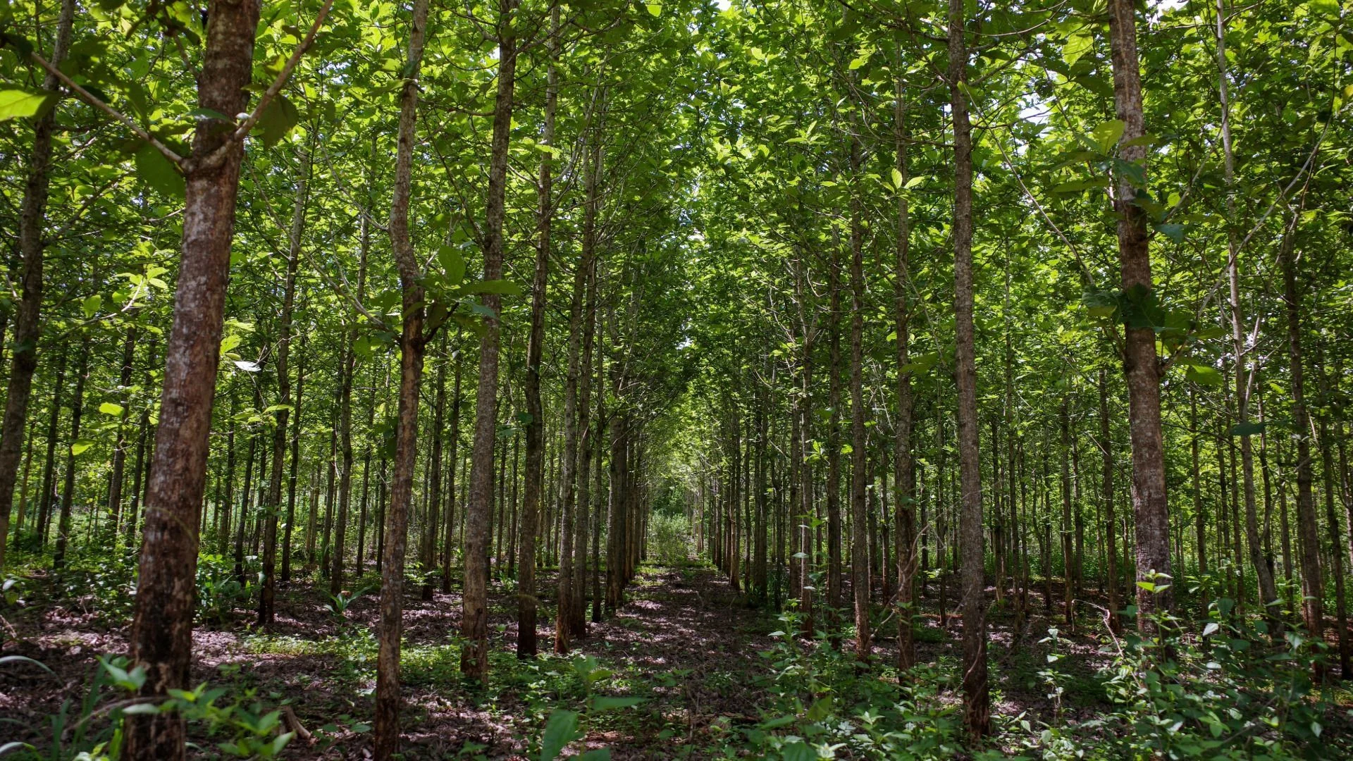 Forêt dense avec de grands arbres élancés et des feuilles vert vif, la lumière du soleil filtrant à travers la canopée.
