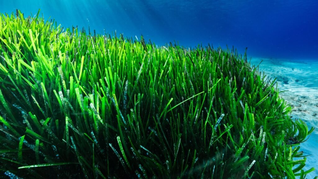 Herbiers marins verts luxuriants sous l'eau, avec la lumière du soleil filtrant à travers l'eau bleue de l'océan au-dessus.